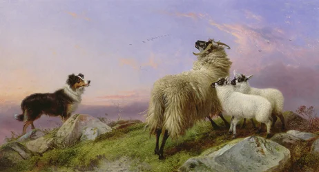 Collie, oveja y corderos